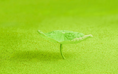 成人高考有哪些報(bào)考環(huán)節(jié)？