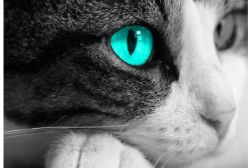 深圳化妝培訓(xùn)學(xué)校分享新式兩種款色【貓眼妝】 演繹迷離夢(mèng)幻俏女郎